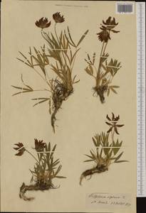 Trifolium alpinum L., Западная Европа (EUR)