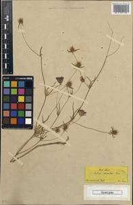 Lomelosia cosmoides (Boiss.) Greuter & Burdet, Зарубежная Азия (ASIA) (Турция)