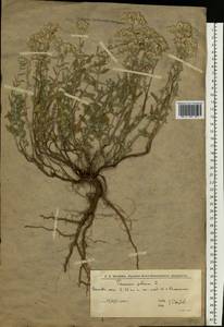 Дубровник белый, Дубровник беловойлочный L., Восточная Европа, Нижневолжский район (E9) (Россия)