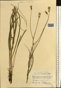 Pseudopodospermum tauricum (M.Bieb.) Vasjukov & Saksonov, Восточная Европа, Северо-Украинский район (E11) (Украина)