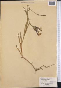 Гвоздика пышная L., Средняя Азия и Казахстан, Джунгарский Алатау и Тарбагатай (M5) (Казахстан)