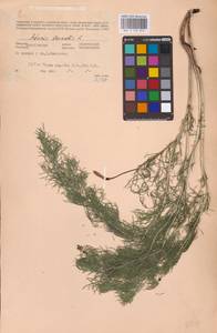 Горицвет весенний, Адонис весенний L., Восточная Европа, Восточный район (E10) (Россия)