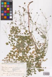 Bасилисник малый L., Восточная Европа, Восточный район (E10) (Россия)