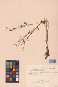 Лютик ядовитый L., Восточная Европа, Северо-Украинский район (E11) (Украина)