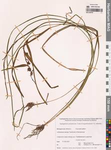 Sparganium × probatovae Tzvelev, Сибирь, Чукотка и Камчатка (S7) (Россия)