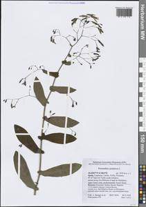 Косогорник пурпурный L., Западная Европа (EUR) (Испания)