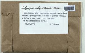 Calypogeia integristipula Steph., Гербарий мохообразных, Мхи - Москва и Московская область (B6a) (Россия)