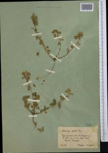 Люцерна жестковатая (L.) All., Средняя Азия и Казахстан, Копетдаг, Бадхыз, Малый и Большой Балхан (M1) (Туркмения)