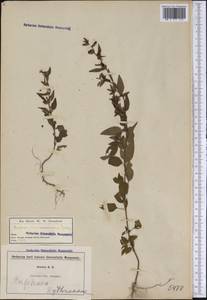 Cuphea viscosissima Jacq., Америка (AMER) (США)