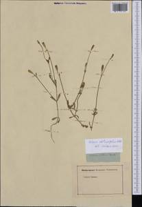 Silene obtusifolia Willd., Западная Европа (EUR) (Неизвестно)