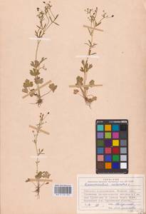 Лютик ядовитый L., Восточная Европа, Центральный лесной район (E5) (Россия)