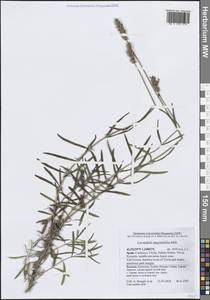 Лаванда узколистная Mill., Западная Европа (EUR) (Испания)