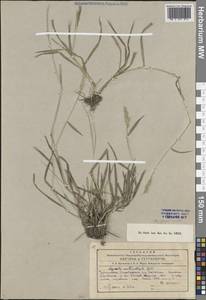 Многобородник зеленый (Gouan) Breistr., Средняя Азия и Казахстан, Памир и Памиро-Алай (M2) (Узбекистан)