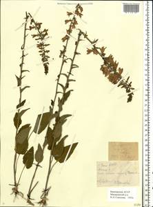 Колокольчик рапунцелевидный L., Восточная Европа, Восточный район (E10) (Россия)