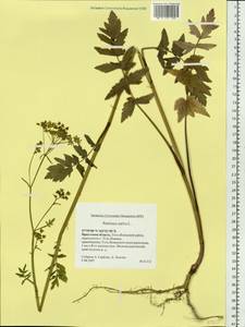 Pastinaca sativa var. sylvestris (Mill.) DC., Сибирь, Прибайкалье и Забайкалье (S4) (Россия)