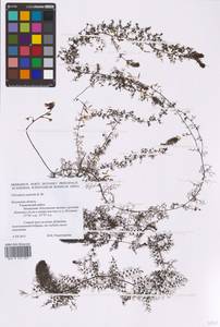 Utricularia ×neglecta Lehm., Восточная Европа, Центральный район (E4) (Россия)