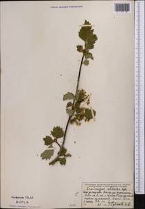 Боярышник зеленоплодный Lenné & K. Koch, Средняя Азия и Казахстан, Джунгарский Алатау и Тарбагатай (M5) (Казахстан)