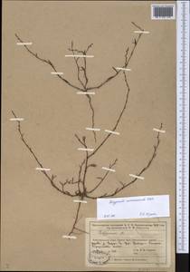 Спорыш отклоненный, Горец отклоненный M.Bieb., Средняя Азия и Казахстан, Муюнкумы, Прибалхашье и Бетпак-Дала (M9) (Казахстан)