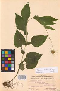 Doronicum austriacum Jacq., Восточная Европа, Западно-Украинский район (E13) (Украина)