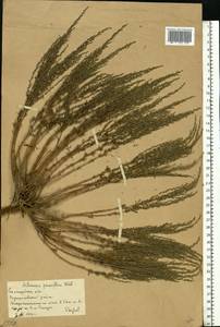 Полынь малоцветковая Weber, Восточная Европа, Нижневолжский район (E9) (Россия)