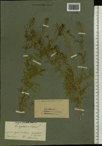 Дескурения Софии (L.) Webb ex Prantl, Восточная Европа, Восточный район (E10) (Россия)