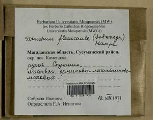 Flexitrichum flexicaule (Schwägr.) Ignatov & Fedosov, Гербарий мохообразных, Мхи - Чукотка и Камчатка (B21) (Россия)