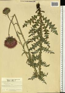 Чертополох поникший L., Восточная Европа, Центральный лесостепной район (E6) (Россия)