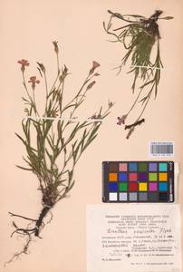 Гвоздика китайская L., Восточная Европа, Восточный район (E10) (Россия)