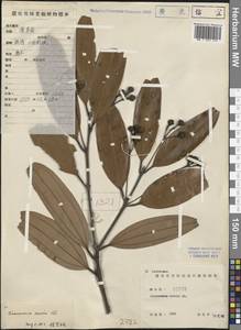 Cinnamomum cassia (L.) Presl, Зарубежная Азия (ASIA) (КНР)