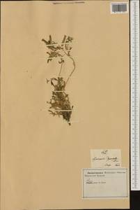 Saponaria sicula, Западная Европа (EUR) (Италия)