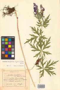 Aconitum karafutense subsp. karafutense, Сибирь, Дальний Восток (S6) (Россия)
