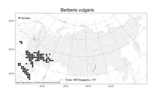 Berberis vulgaris, Барбарис обыкновенный L., Атлас флоры России (FLORUS) (Россия)