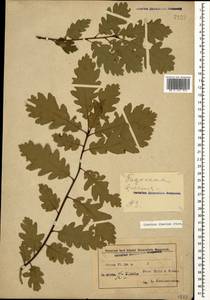 Quercus petraea subsp. polycarpa (Schur) Soó, Кавказ, Азербайджан (K6) (Азербайджан)