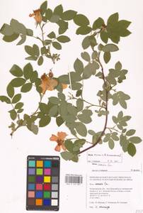 Шиповник сизый Sm., Восточная Европа, Нижневолжский район (E9) (Россия)