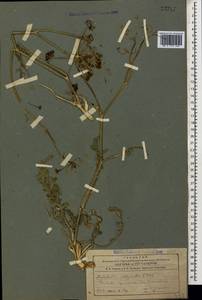 Leiotulus dasyanthus (K. Koch) Pimenov & Ostr., Кавказ, Азербайджан (K6) (Азербайджан)