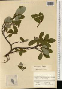 Ива нарядная Pursh, Монголия (MONG) (Монголия)