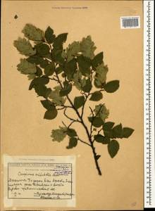 Граб восточный, Грабинник Mill., Кавказ, Грузия (K4) (Грузия)