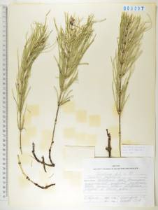 Хвощ полевой L., Сибирь, Дальний Восток (S6) (Россия)