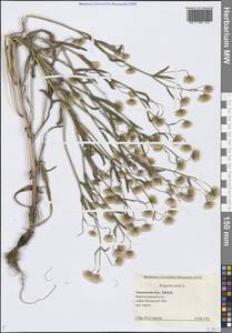 Мелколепестник едкий L., Сибирь, Западная Сибирь (S1) (Россия)