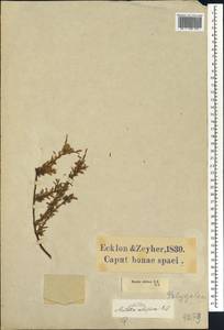 Muraltia spinosa (L.) F.Forest & J.C.Manning, Африка (AFR) (ЮАР)