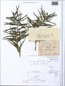 Afrocarpus gracilior (Pilg.) C. N. Page, Африка (AFR) (Эфиопия)