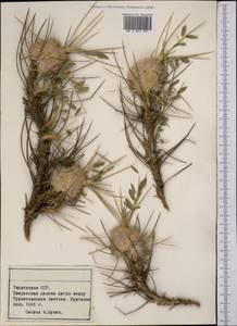 Астрагал, Средняя Азия и Казахстан, Памир и Памиро-Алай (M2) (Таджикистан)