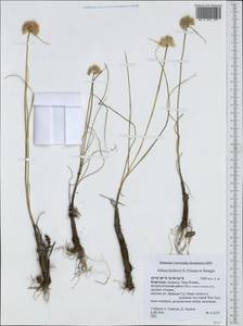 Allium kirilovii, Средняя Азия и Казахстан, Северный и Центральный Тянь-Шань (M4) (Киргизия)