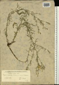 Василек песчаный M. Bieb. ex Willd., Восточная Европа, Нижневолжский район (E9) (Россия)