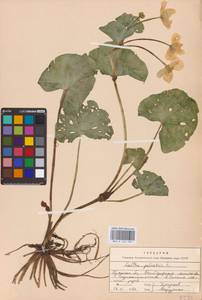 Калужница болотная L., Восточная Европа, Западный район (E3) (Россия)