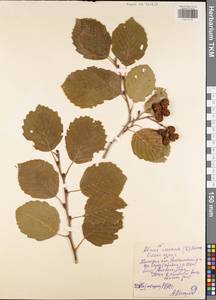 Ольха серая (L.) Moench, Восточная Европа, Центральный район (E4) (Россия)