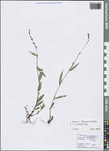 Горец малый (Huds.) Opiz, Восточная Европа, Северо-Западный район (E2) (Россия)