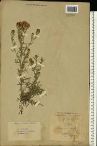 Centaurea stoebe subsp. stoebe, Восточная Европа, Восточный район (E10) (Россия)
