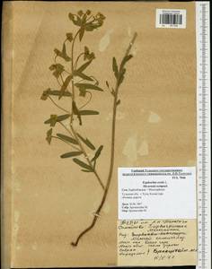 Молочай острый L., Восточная Европа, Центральный район (E4) (Россия)