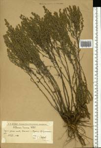 Полынь таврическая, Полынь крымская Willd., Восточная Европа, Нижневолжский район (E9) (Россия)